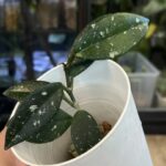 Hoya carnosa Wilbur Graves