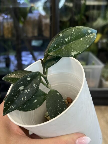 Hoya carnosa Wilbur Graves