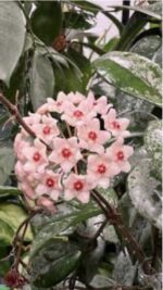 Hoya carnosa 'Wilbur Graves' #8 - obrazek 2