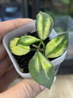 Hoya lacunosa minara