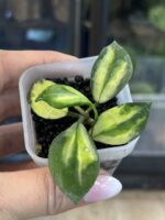 Hoya lacunosa 'Minara' #1 - obrazek 3
