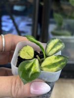 Hoya lacunosa 'Minara' #1 - obrazek 4