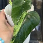 Philodendron Alatisulcatum variegata / regres #1