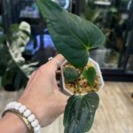 Anthurium Black Magic (Luxurians x dressleri), kolekcjonerska roślina o niemal czarnych liściach z głęboką teksturą bullate, rzadka hybryda aroidowa, mroczne ulistnienie, Variegarden.