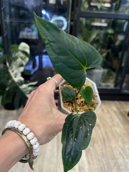 Anthurium Black Magic (Luxurians x dressleri), kolekcjonerska roślina o niemal czarnych liściach z głęboką teksturą bullate, rzadka hybryda aroidowa, mroczne ulistnienie, Variegarden.
