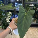 Anthurium blue Pappililaminum x Portillae