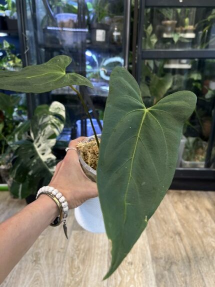 Anthurium blue Pappililaminum x Portillae
