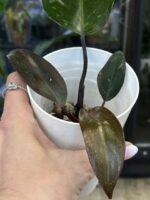 Philodendron Sunspot / Orange Princess #1 - obrazek 3