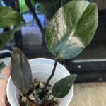 Philodendron Sunspot / Orange Princess #1