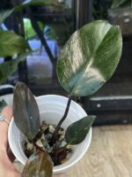 Philodendron Sunspot / Orange Princess #1