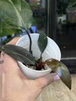 Philodendron Sunspot / Orange Princess #1 - obrazek 4