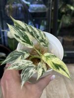 Philodendron Emerald Ice (aurea) #1 - obrazek 3