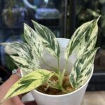Philodendron Emerald Ice (aurea)
