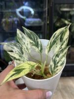 Philodendron Emerald Ice (aurea)