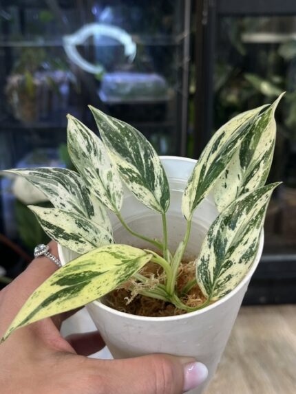 Philodendron Emerald Ice (aurea)