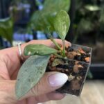 Hoya lacunosa mint coin (true)