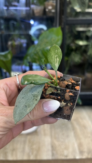 Hoya lacunosa mint coin (true)