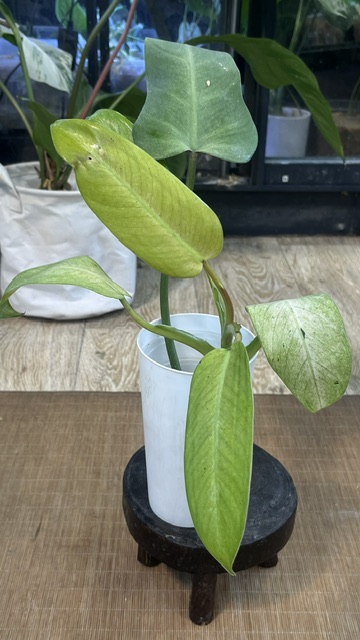 Philodendron Whipple Way