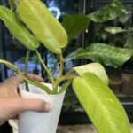 Philodendron Whipple Way