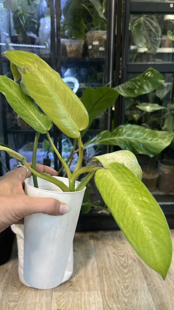 Philodendron Whipple Way
