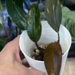 Philodendron Sunspot / Orange Princess