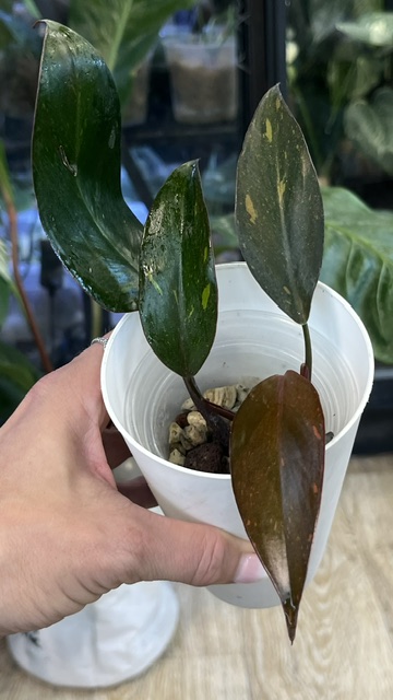 Philodendron Sunspot / Orange Princess