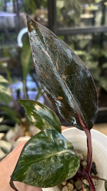 Philodendron Sunspot / Orange Princess