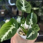 Syngonium Scrambled Eggs #4 / regres