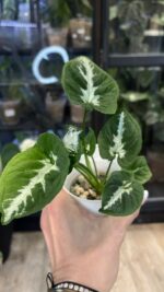 Syngonium Scrambled Eggs #4 / regres