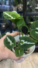 Syngonium Scrambled Eggs #4 / regres - obrazek 2