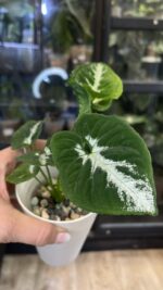 Syngonium Scrambled Eggs #4 / regres - obrazek 3