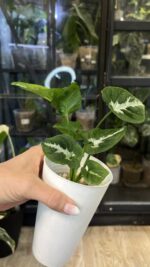Syngonium Scrambled Eggs #4 / regres - obrazek 4