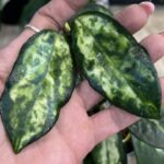 Hoya carnosa Madara 'Green Edge' / sadzonka cięta/ 1w2l #1