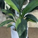 Spahthiphyllum sensation yellow variegata aurea