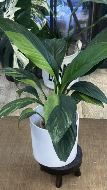 Spahthiphyllum sensation yellow variegata aurea