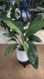 Spathiphyllum Sensation Yellow Variegata / aurea  #1 - obrazek 3