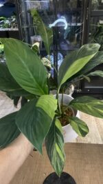 Spathiphyllum Sensation Yellow Variegata / aurea  #1 - obrazek 4