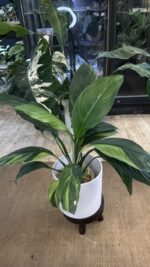 Spathiphyllum Sensation Yellow Variegata / aurea  #1 - obrazek 5