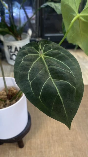 Anthurium BVIT x Michelle