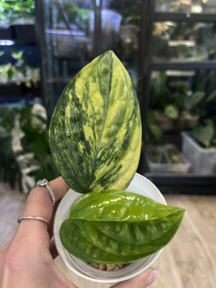 Monstera peru variegata karstenianum variegata