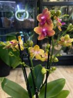 Phalaenopsis Bolgheri / storczyk pachnący - obrazek 5