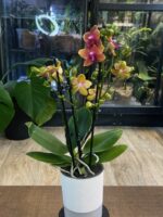 Phalaenopsis Bolgheri / storczyk pachnący - obrazek 4
