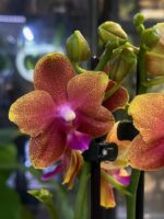 Phalaenopsis Bolgheri / storczyk pachnący - obrazek 3