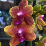 Phalaenopsis Bolgheri, elegancki storczyk o głębokich, bordowych kwiatach i lśniących liściach, luksusowa orchidea domowa w pełnym rozkwicie, Variegarden.