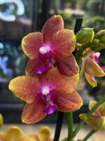 Phalaenopsis Bolgheri, elegancki storczyk o głębokich, bordowych kwiatach i lśniących liściach, luksusowa orchidea domowa w pełnym rozkwicie, Variegarden.