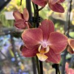 Phalaenopsis Horizon, storczyk o wyjątkowych pomarańczowo-koralowych kwiatach przypominających zachód słońca, luksusowa orchidea o obfitym kwitnieniu, Variegarden.