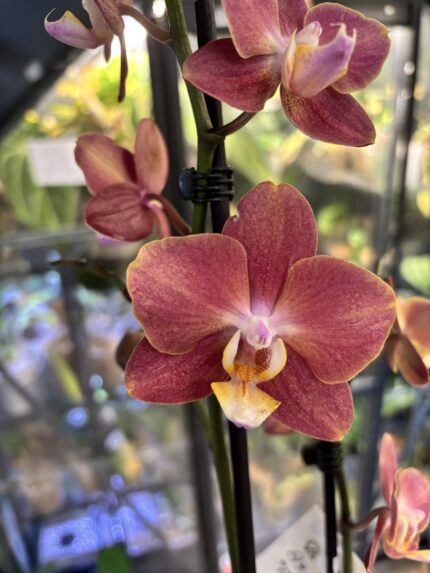 Phalaenopsis Horizon, storczyk o wyjątkowych pomarańczowo-koralowych kwiatach przypominających zachód słońca, luksusowa orchidea o obfitym kwitnieniu, Variegarden.