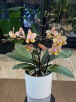 Phalaenopsis Scention / storczyk pachnący - obrazek 4