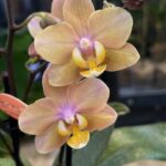 Phalaenopsis Scention, kolekcjonerski storczyk o brzoskwiniowo-różowych kwiatach o intensywnym zapachu, luksusowa orchidea zapachowa do wnętrz, Variegarden.