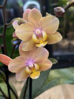 Phalaenopsis Scention, kolekcjonerski storczyk o brzoskwiniowo-różowych kwiatach o intensywnym zapachu, luksusowa orchidea zapachowa do wnętrz, Variegarden.